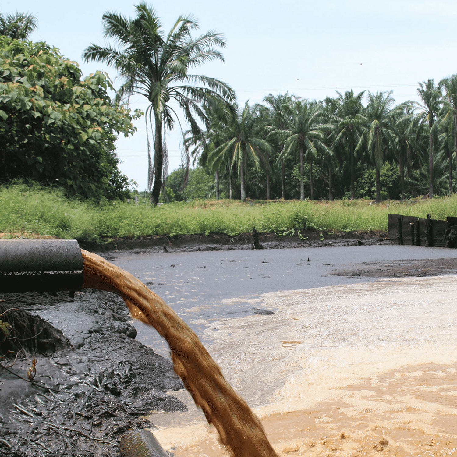 POME (1) (1) (1) (1)