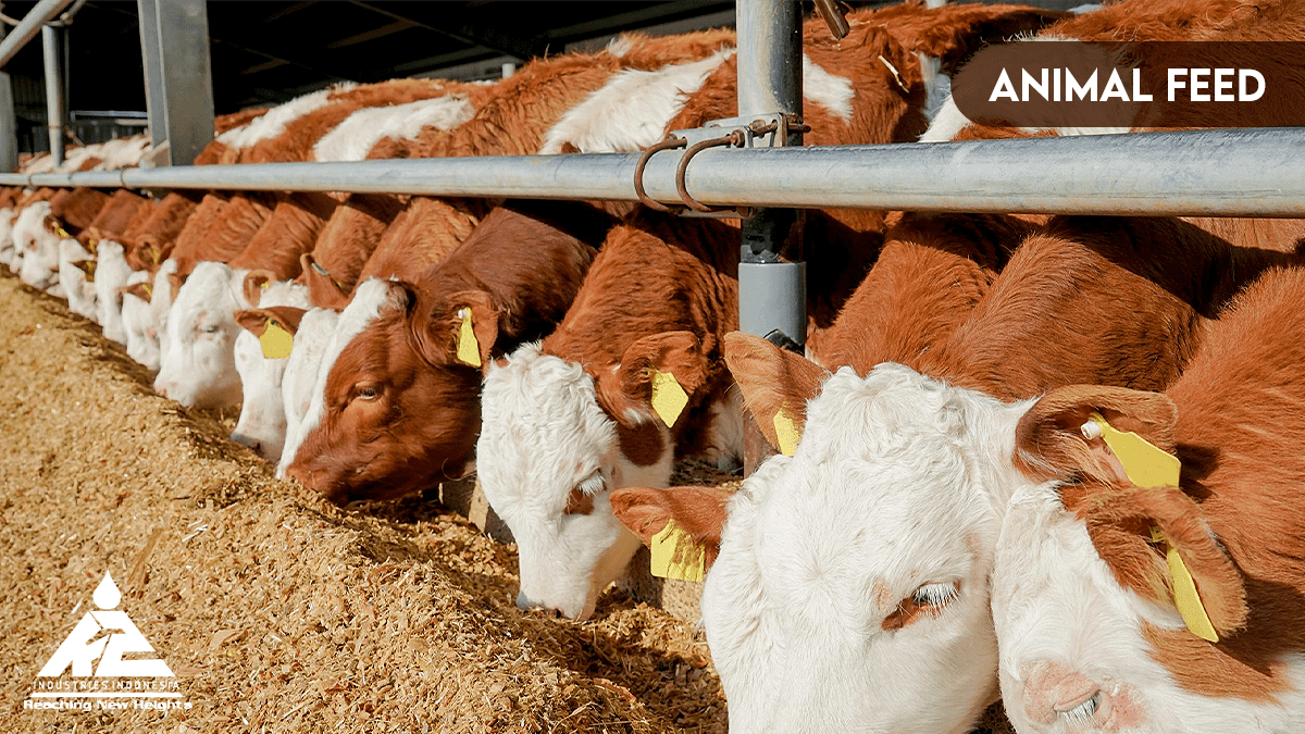 animal feed